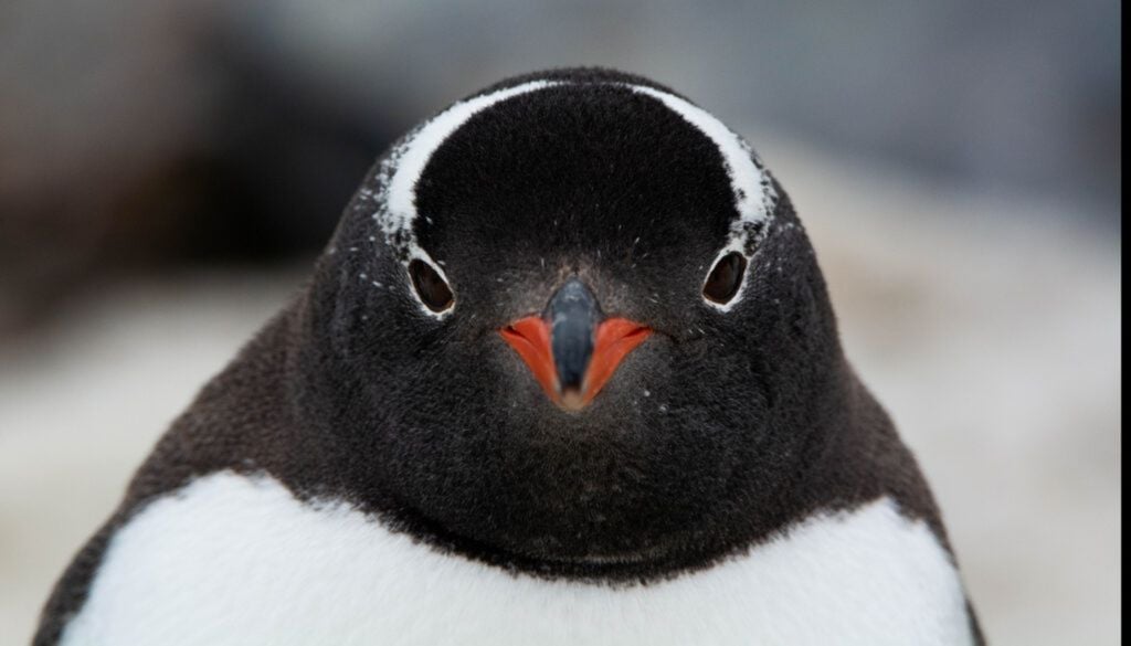 Papúa Un nuevo estudio propone clasificar al pingüino papúa en cuatro especies. Crédito imagen: Claudia Ulloa.