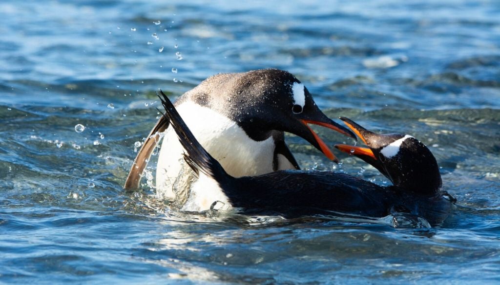 Pingüinos papúa Pingüinos papúa. Crédito imagen: Claudia Ulloa.