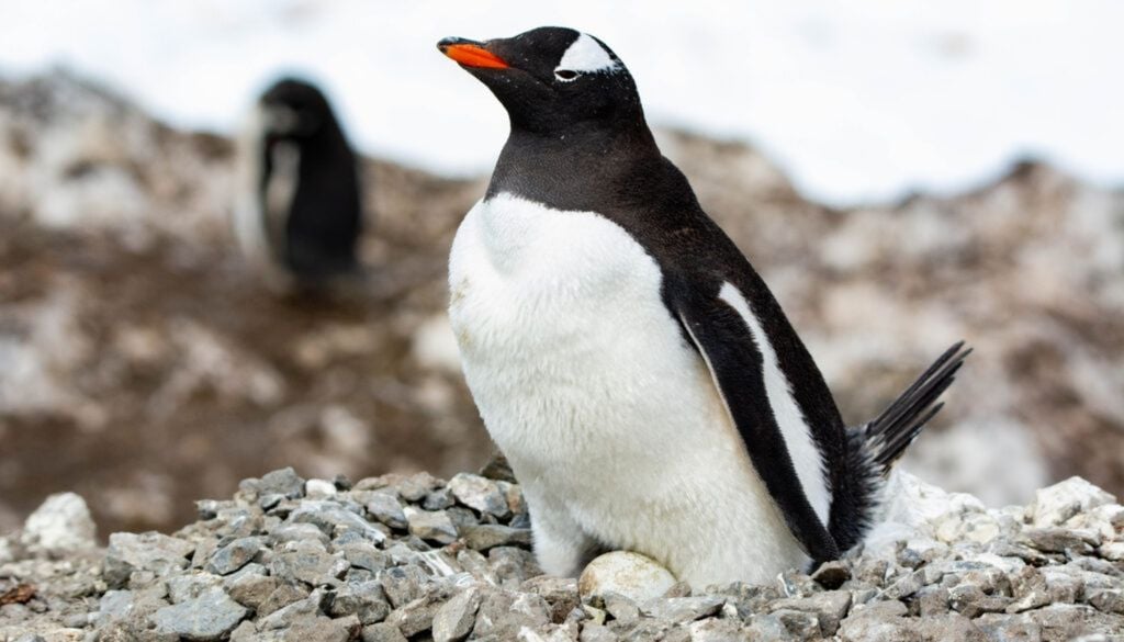Papúa Pingüino papúa incubando un huevo. Crédito imagen: Claudia Ulloa.