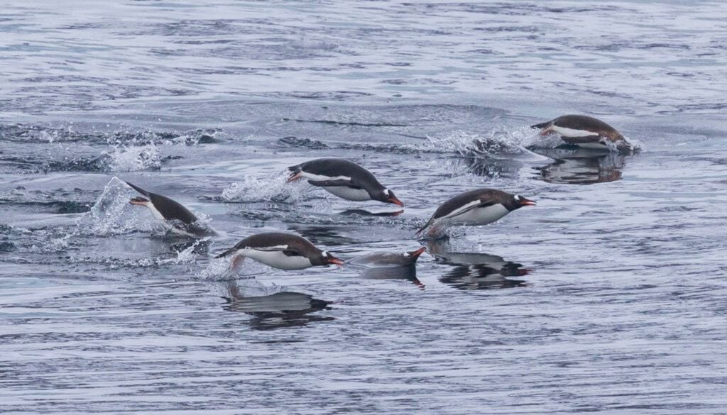 papúa Los pingüinos papúa practican una técnica de natación conocida como "porpoising" (salto delfín). Crédito imagen: Keith Barnes.
