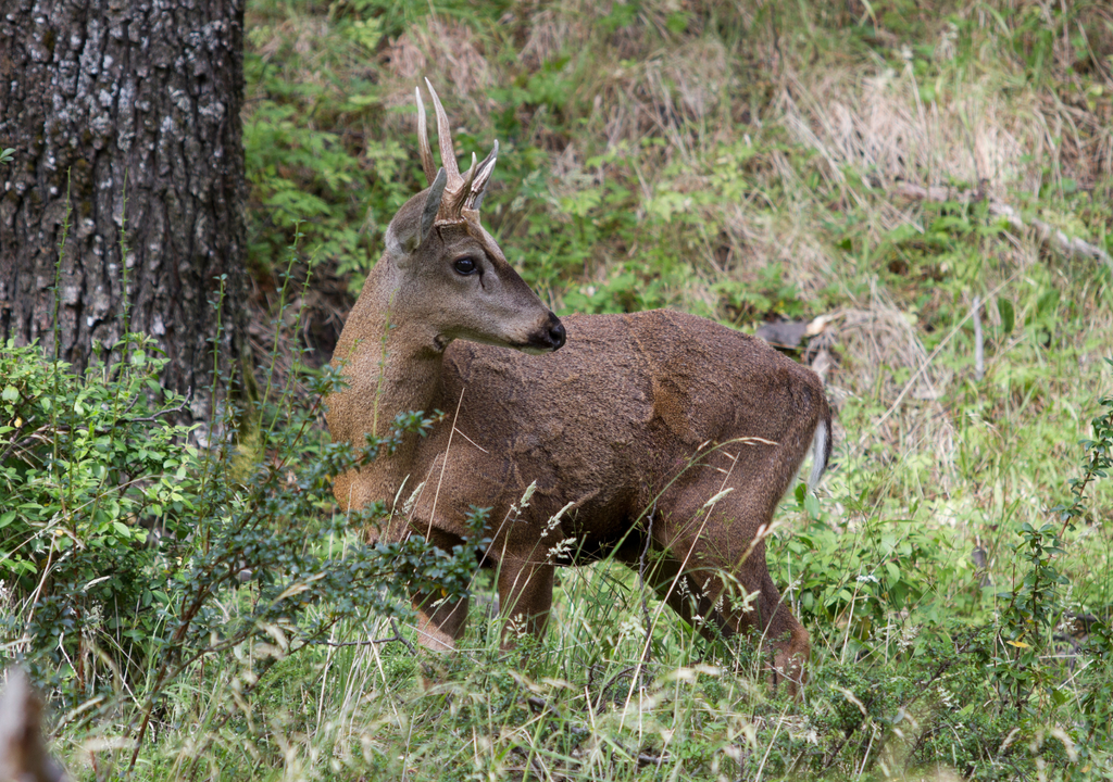 Huemul macho en su hábitat cordillerano. Huemul macho en su hábitat cordillerano.