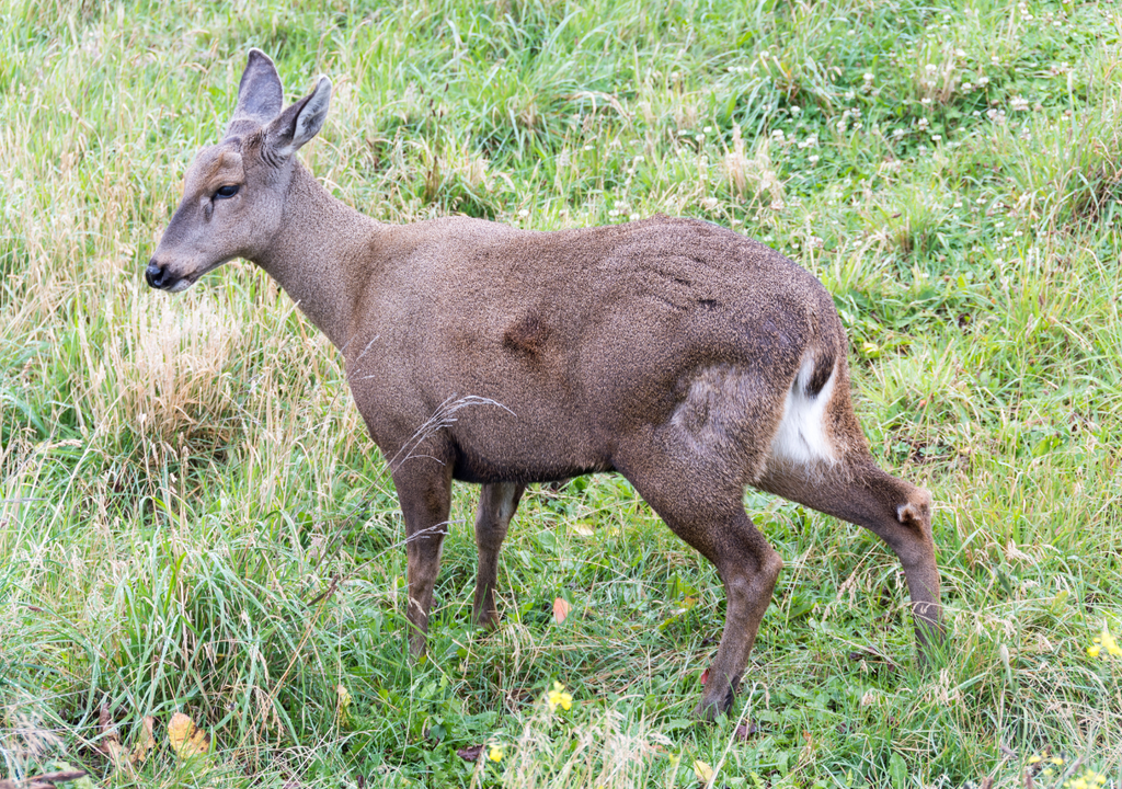 Huemul en su hábitat patagónico. Huemul en su hábitat patagónico.