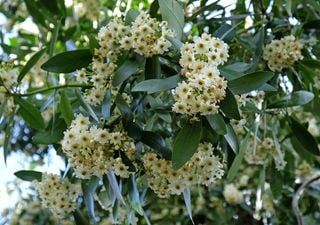 El poder del canelo: medicina, cultura y tradición en un solo árbol