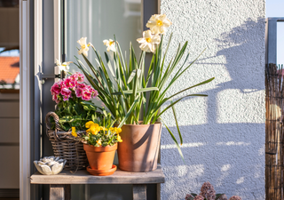 El poder del Sol: jardinería y abundancia con el inicio del solsticio de verano