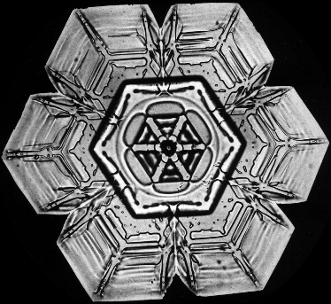 El Portal Del Mes: Cristales De Nieve Y La Magia De La Belleza Helada El Portal Del Mes: Cristales De Nieve Y La Magia De La Belleza Helada