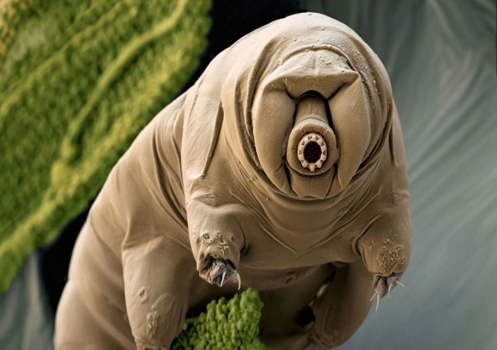 Tardigrado