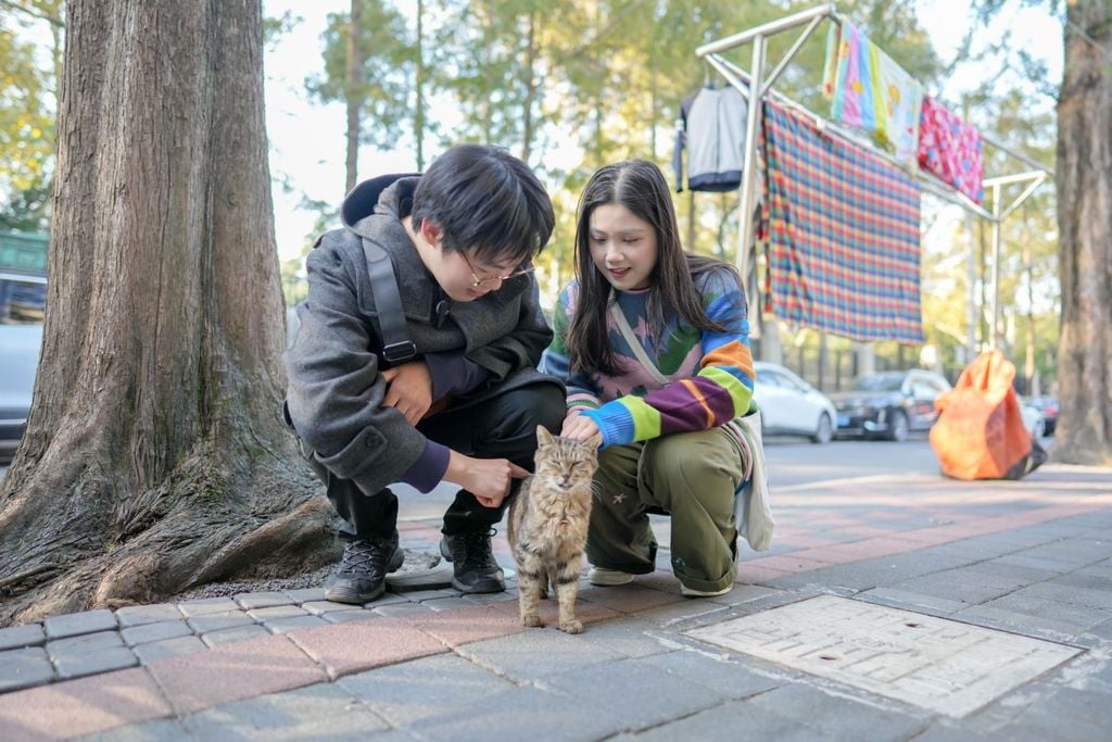 Transforman parque temático de gatos en China en refugio para ellos, también se pueden adoptar. Transforman parque temático de gatos en China en refugio para ellos, también se pueden adoptar.