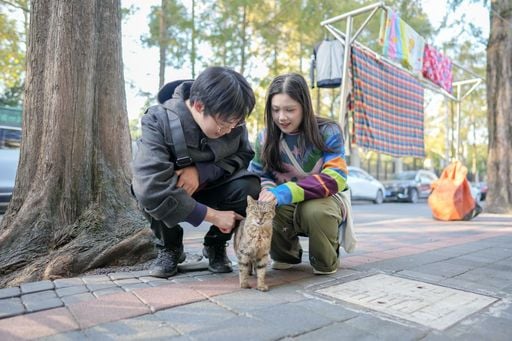 El primer parque tem&aacute;tico para gatos esta en China, creado para el rescate y cuidado felino