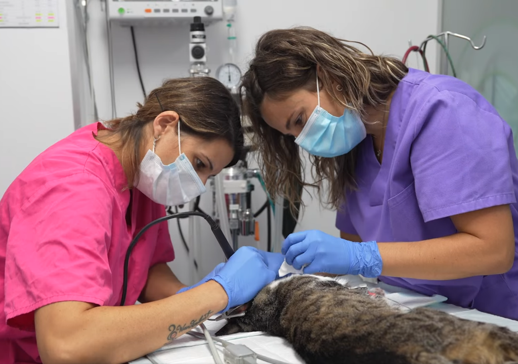 veterinario; cuidado animal; hospital; conciencia ciudadana; responsabilidad