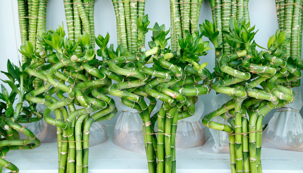 El bambú de la suerte en realidad no es un bambú verdadero, sino una planta del género Dracaena ampliamente usada en interiores.
