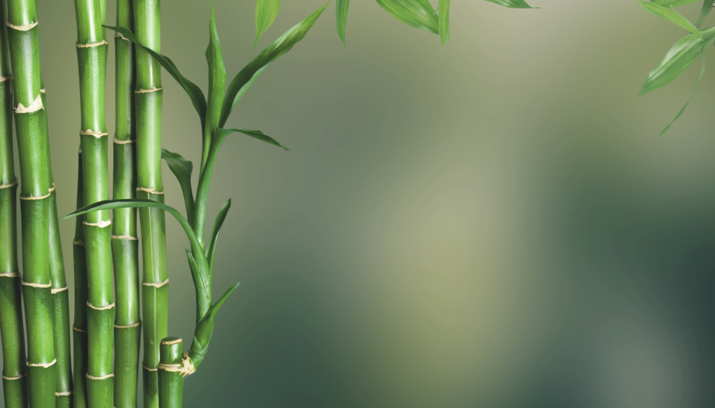 Puede vivir durante varios años únicamente en agua, siempre que se mantenga limpia, sin cloro y con cuidados básicos constantes.