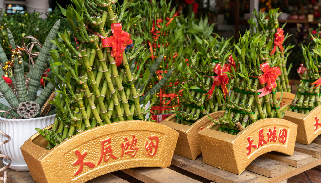 En el feng shui, el número de tallos tiene significados especiales, como tres para felicidad, cinco para salud y seis para abundancia.