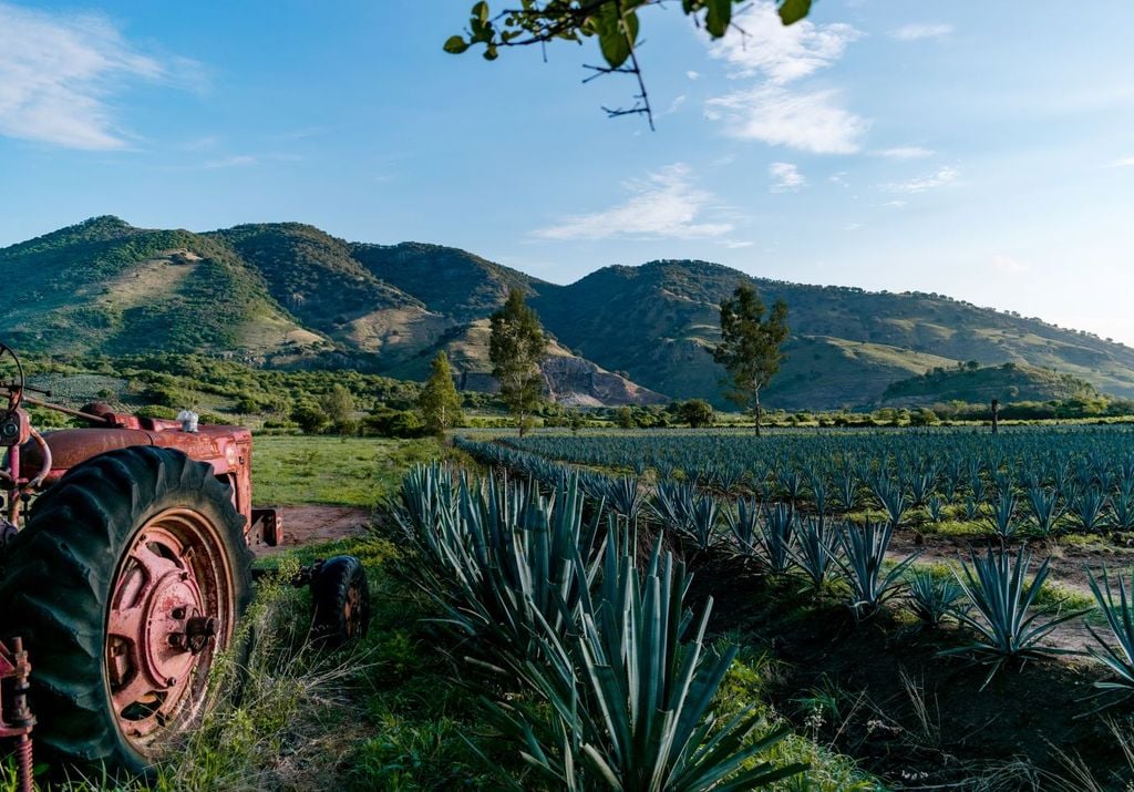 Las haciendas de Amatitán realizan el proceso de la jima de agave de forma manual