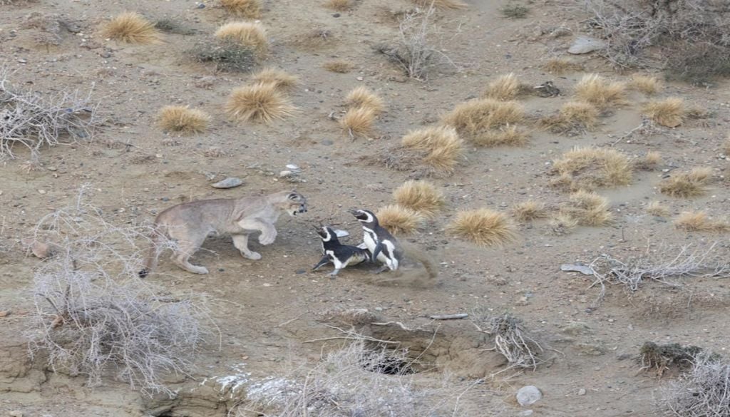 puma tapa La alta concentración de pingüinos de Magallanes en el Parque Nacional Monte León, en Argentina, ha alterado las estructuras sociales tradicionales de los pumas, según un estudio reciente dirigido por ecólogos de la Universidad de California, Berkeley. Fotografía de Gonzalo Ignazi / UC Berkeley..