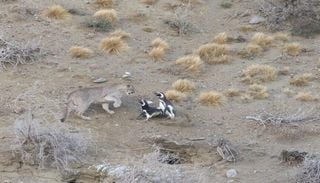 El puma que se reorganiz&oacute; por los ping&uuml;inos: qu&eacute; revela sobre restaurar la naturaleza