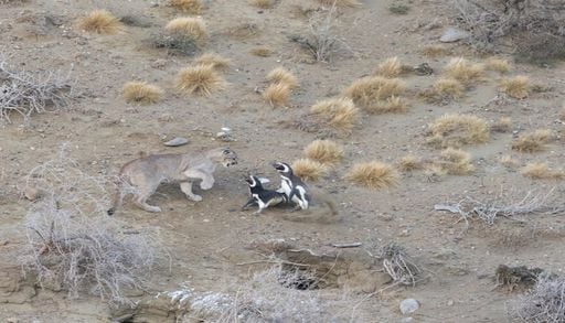 El puma que se reorganiz&oacute; por los ping&uuml;inos: qu&eacute; revela sobre restaurar la naturaleza