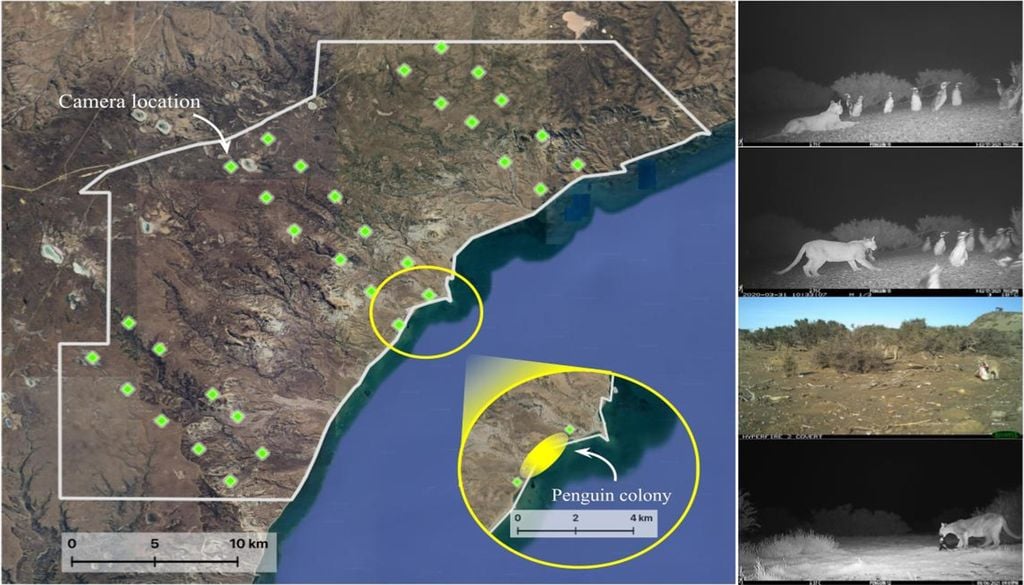 Pumazo Ubicación de la cuadrícula de cámaras trampa en el Parque Nacional Monte León (polígono con borde blanco), provincia de Santa Cruz, Argentina, junio de 2020 – diciembre de 2022. El área resaltada en amarillo en el mapa inserto indica la ubicación de la única colonia de pingüinos del parque. Las fotografías de las cámaras trampa muestran interacciones entre pumas y pingüinos dentro de la colonia. Imagen: Proceedings B