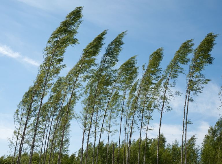 Viento de primavera Viento de primavera