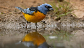 El refugio natural donde se pueden ver y fotografiar 185 especies de aves en libertad y visitar gratis
