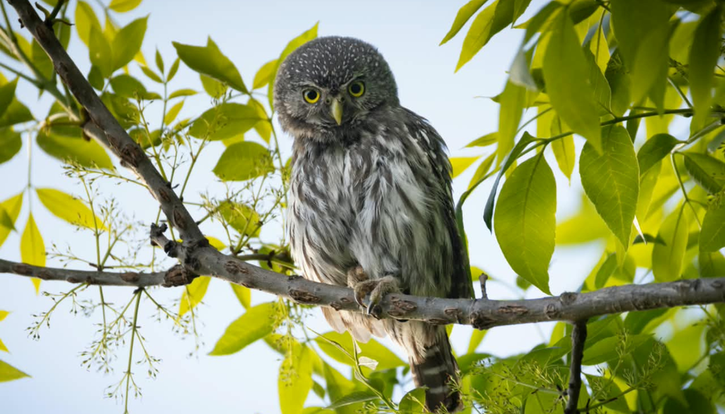 Refugio aves San Luis En el lugar se han registrado 185 especies de aves distintas, muchas de ellas inéditas. Foto: Instagram @cuyo.birding.3