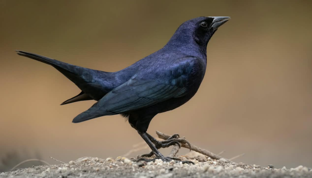 Refugio aves San Luis Con reserva previa, cualquier interesado puede inscribirse para -sin costo- descansar en medio de la naturaleza. Foto: Instagram @cuyo.birding.3