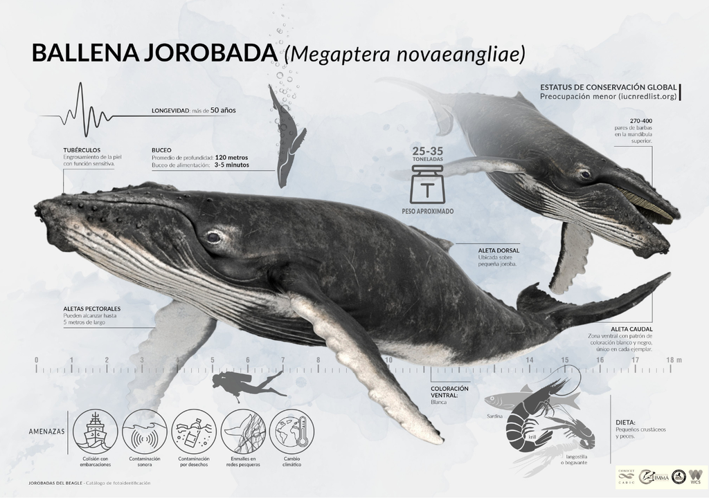 Las ballenas hacen largas migraciones entre las aguas frías del sur y los mares tropicales. Y el Canal Beagle se consolida como un sitio clave de alimentación. Foto: X @wcsargentina