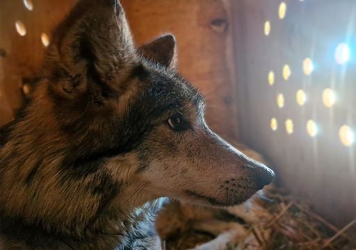 El regreso del alfa: liberan a 4 lobos grises para salvar a la especie de la extinci&oacute;n en M&eacute;xico