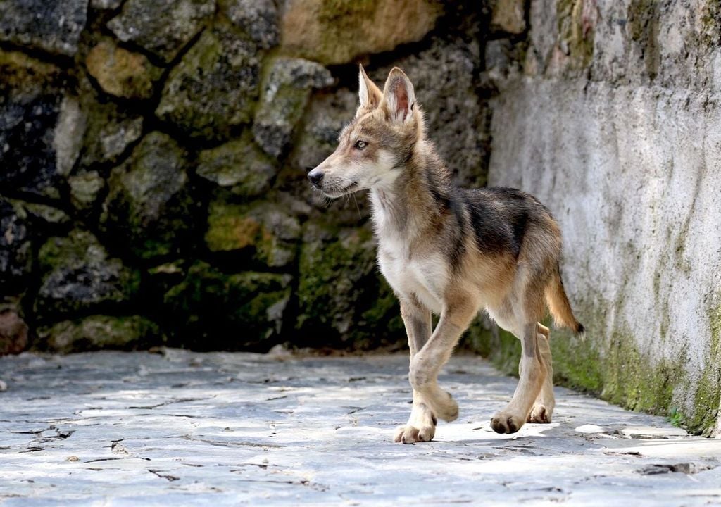 El trabajo de CEPANAF en centros de conservación ha sido fundamental para la reproducción en cautiverio y reintroducción del lobo gris mexicano. (Imagen: CEPANAF)