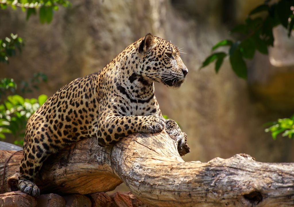El jaguar, el felino más grande de América, enfrenta la amenaza de la extinción. Esta especie ha sido afectada por la fragmentación de su hábitat.