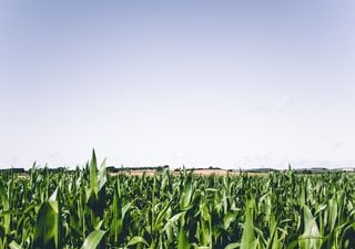 El repunte de lluvias de enero peligra en febrero