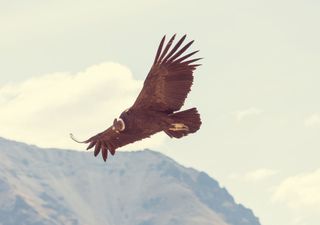 El Rey de Los Andes: conoce más sobre el cóndor, un ave de importancia cultural y ecológica 