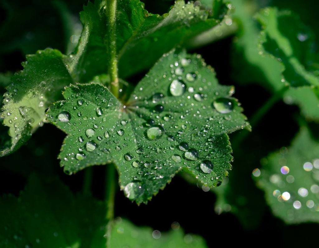 Gotas de rocío