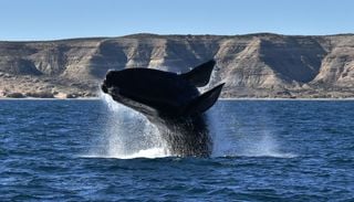 El rol oculto de las ballenas: c&oacute;mo estos gigantes marinos ayudan a frenar el cambio clim&aacute;tico
