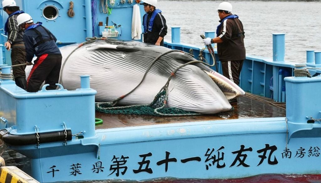 Aunque existe una moratoria vigente, la caza de ballenas continúa en Noruega, Islandia y Japón. Imagen: Ballenas.org