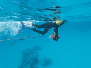 El ruido generado por el ser humano altera la vida en los océanos