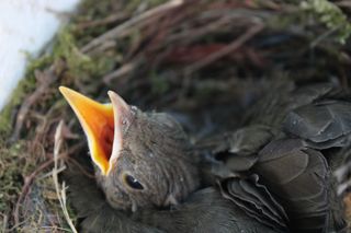 El ruido y la contaminación lumínica: la reproducción de las aves