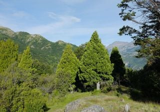 El ciprés de las Guaitecas: conoce al árbol del sur de Chile que puede vivir hasta 800 años