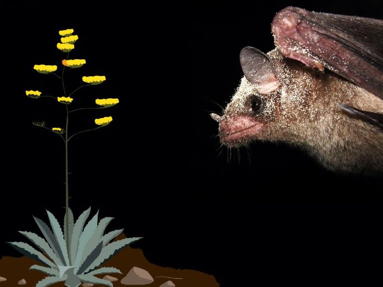 El santuario de murciélagos de El Tepozteco corre peligro por viviendas ilegales