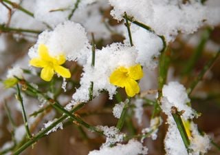 El secreto de la firmeza de tus plantas en invierno: as&iacute; act&uacute;a la turgencia vegetal ante el fr&iacute;o