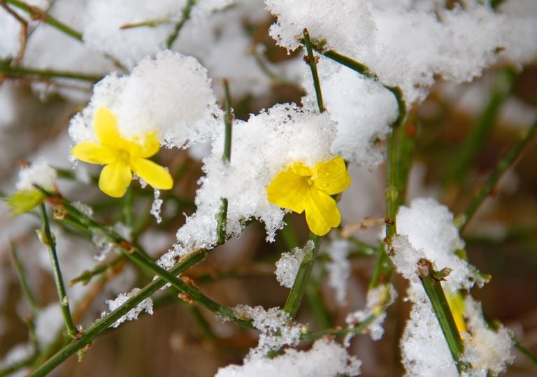 El secreto de la firmeza de tus plantas en invierno: as&iacute; act&uacute;a la turgencia vegetal ante el fr&iacute;o