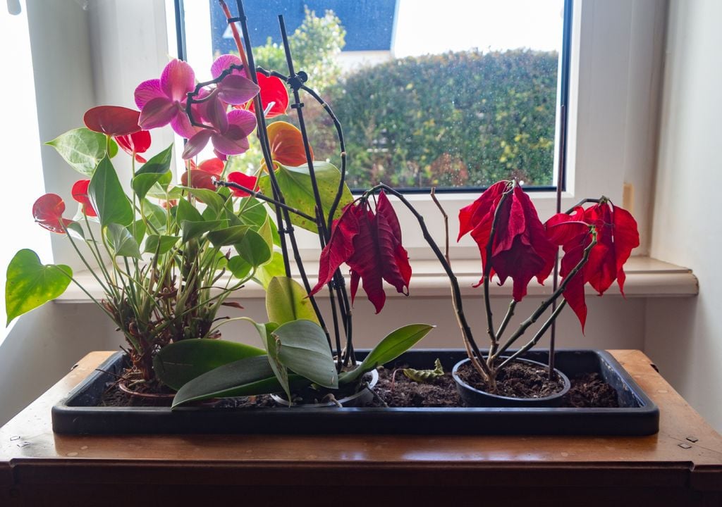 La ausencia de turgencia celular provoca efectos de marchitamiento en hojas y ramas