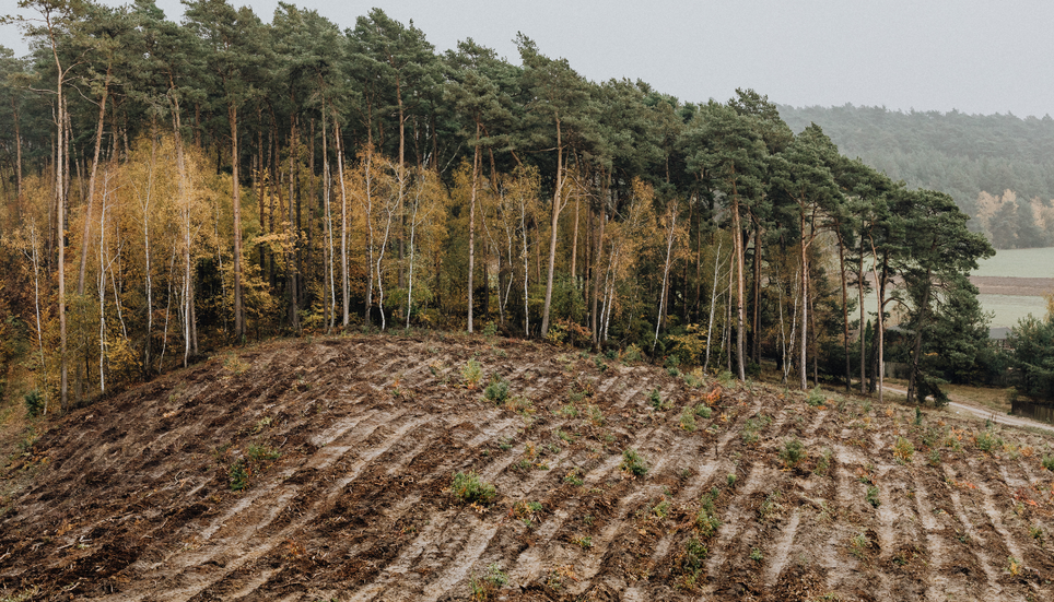 Une sécheresse extrême peut pousser même les arbres les plus résistants aux limites de leur capacité à absorber l'eau.