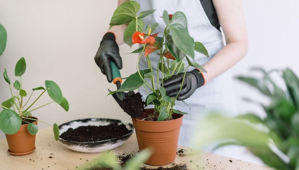 El trasplante es una buena oportunidad para renovar el sustrato y aportar nutrientes de forma gradual.