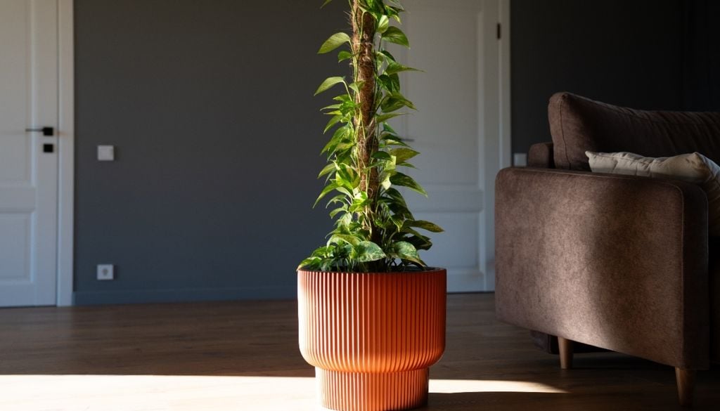 plantas El contacto con un soporte vertical favorece la maduración del potus y el crecimiento de hojas más grandes.