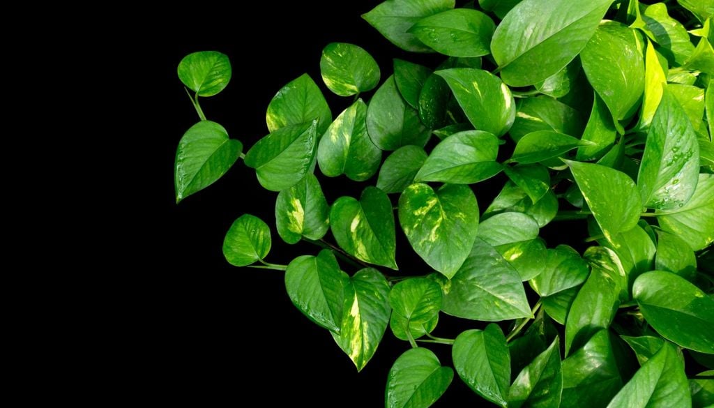 plantas Aunque esté sano, un potus puede conservar hojas pequeñas si nunca encuentra un soporte para trepar.