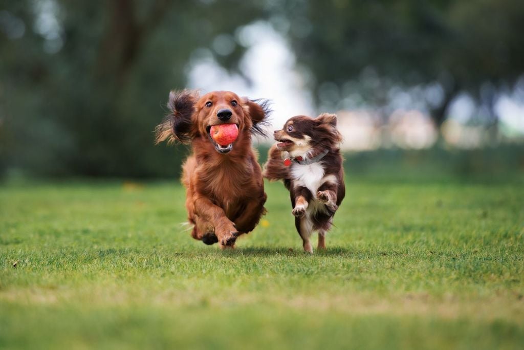 La falla más grave de autocontrol en los perros es cuando muerden. Se estima que ocurren más de 4 millones de mordeduras de perro cada año. La falla más grave de autocontrol en los perros es cuando muerden. Se estima que ocurren más de 4 millones de mordeduras de perro cada año.