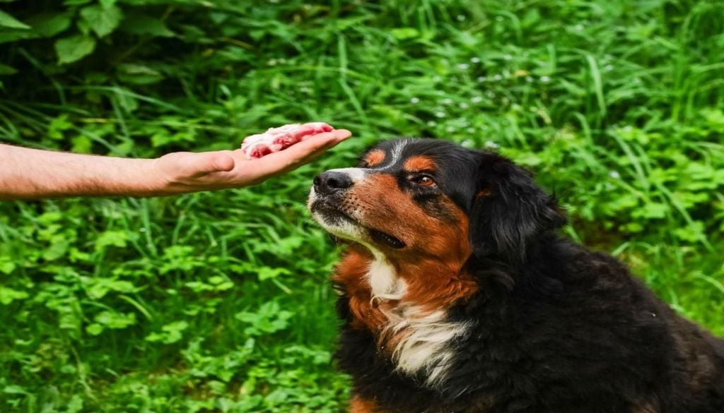 Un perro mascota aprende a controlar sus impulsos de forma muy parecida a como lo hace un niño. Un perro mascota, desarrolla el control de sus impulsos de manera similar a como lo hace un niño.
