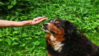 El secreto del autocontrol canino: ¿Qué pasa en el cerebro de tu perro cuando le pides que no coma?