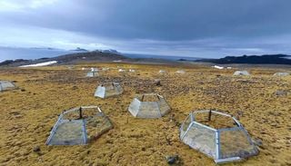 El secreto del clavelito y el pasto ant&aacute;rtico para sobrevivir al calentamiento global en la Ant&aacute;rtida