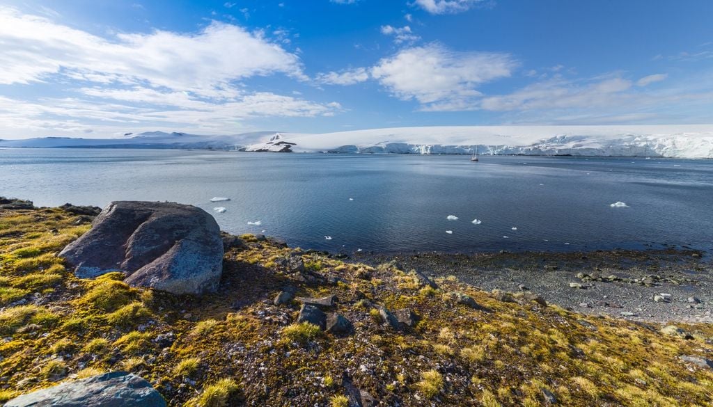 Pasto antártico en las islas Shetland del Sur, frente a la península antártica.